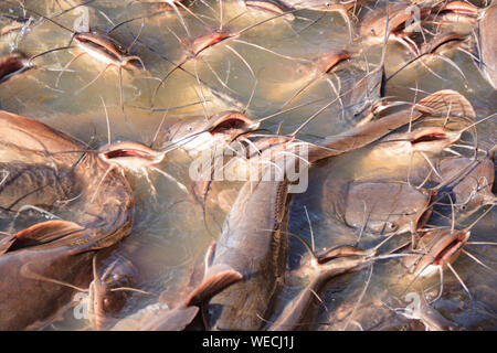 Catfish waiting for the bread that tourists give them in Jaisalmer Stock Photo