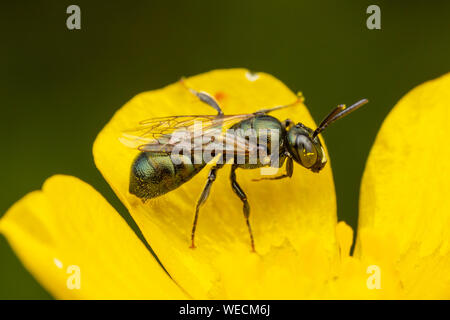 A Small Carpenter Bee (Ceratina sp.) subgenus Zadontomerus visits a flower to collect pollen and nectar. Stock Photo