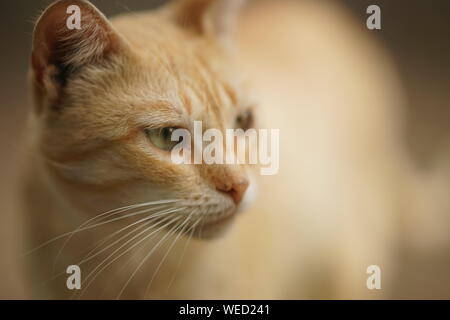 Nice ginger cat portrait close up face Stock Photo