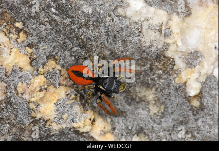 Jumping Spider (Philaeus chrysops) male at rest on rock, Bulgaria, April Stock Photo