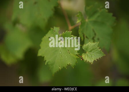 Young grape leaves small and large grow in the garden. Stock Photo
