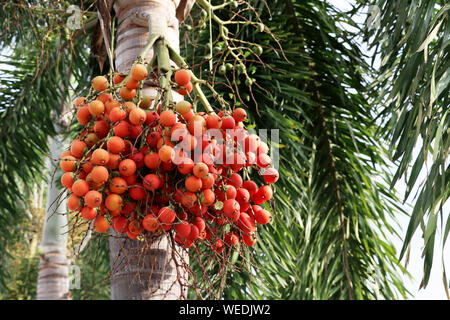 Betel nut hanging on betel palm. Stock Photo