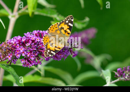 Painted Lady butterfly (Vanessa cardui) on a purple buddleia (Buddleja) Stock Photo