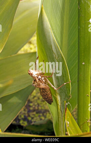 Dragonfly nymph casing on a plant stem. Stock Photo