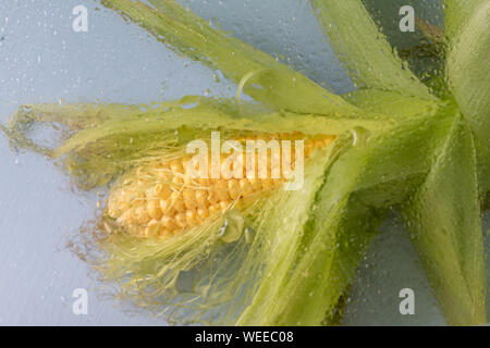 Abstracted picture. Soft focus with water drop and glass, sweet raw uncooked corn with leaves isolated on blue background, space for text Stock Photo