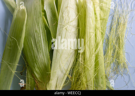 sweet raw uncooked corn with leaves isolated on blue background, space for text Stock Photo