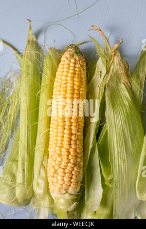 sweet raw uncooked corn with leaves isolated on blue background, space for text Stock Photo