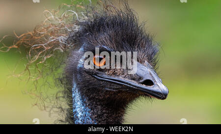 Very Sharp highly detailed head shot of a 'Captive' Australian Emu (Dromaius novaehollandiae) at Washington Park Zoo in Michigan City, Indiana. Stock Photo