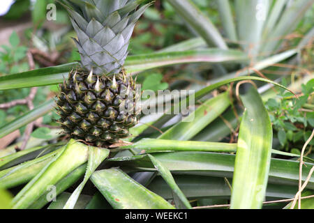 Young green pineapple on the pineapple tree. Stock Photo