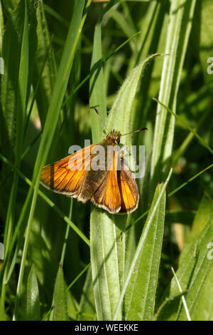 Ochlodes sylvanus, Large Skipper ons of the Golden Skipper varieties. Stock Photo