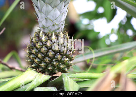 Young green pineapple on the pineapple tree. Stock Photo