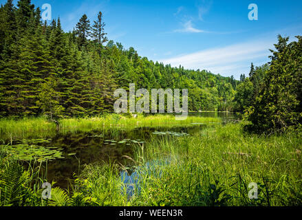 Scenic view of a secluded lake sedge meadow grass surrounded by lush green Boreal forest in summer on the Talus lake Trail hike in Sleeping Giant Prov Stock Photo