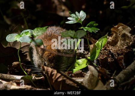 Bank Vole foraging in the leaf litter on the woodland floor Stock Photo