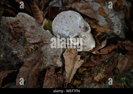 Skeleton head autumn background Stock Photo