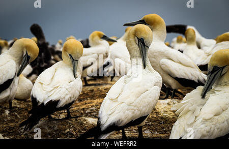Port Chalmers, New Zealand, wildlife, animals, flock of birds Stock Photo
