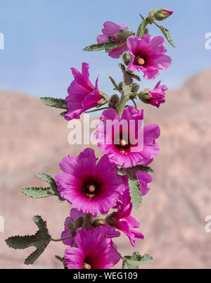 a tall stalk of dark magenta pink and red hollyhock flowers against a blurred blue and beige desert background