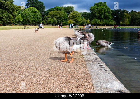 Wild geese at Kensington gardens in London Stock Photo