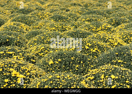 Yellow chrysanthemums, colorful fields of flowers in sunny day, selective focus. Festive floral background, beautiful pattern, symbol of autumn Stock Photo