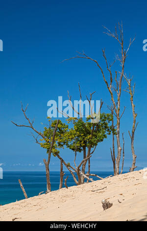 Sawyer, Michigan - Warren Dunes State Park on Lake Michigan. Dead and living trees atop Tower Hill. At 236 feet above the lake, Tower Hill is the park Stock Photo