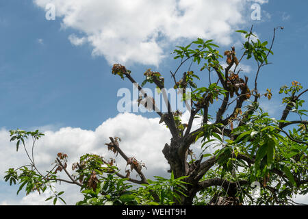 The mango tree has been cut branches off against the blue sky and the clouds background. Stock Photo