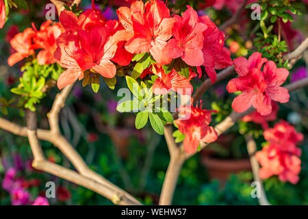 Blooming azalea flowers. Big pink tropical flowers in the garden Stock Photo