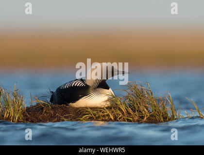 Pacific Loon on nest in Arctic Pond, Alaska Stock Photo