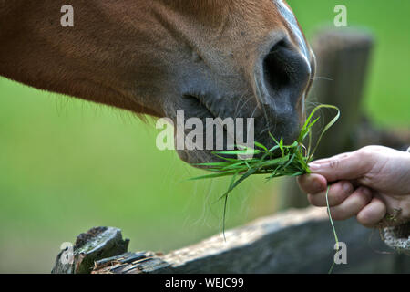 Cropped Hand Of Woman Feeding Grass To Horse
