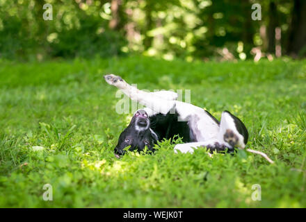 A playful black and white mixed breed puppy rolling upside down in the grass Stock Photo