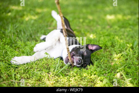 A playful black and white mixed breed puppy rolling in the grass while chewing on a stick Stock Photo