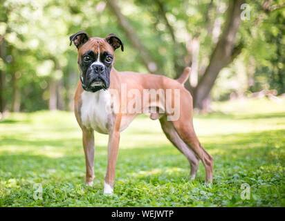 do boxers have naturally docked tails