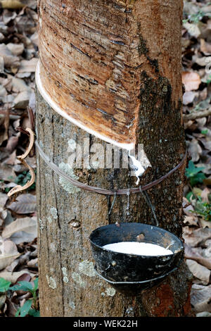 Latex collecting vessel Stock Photo - Alamy