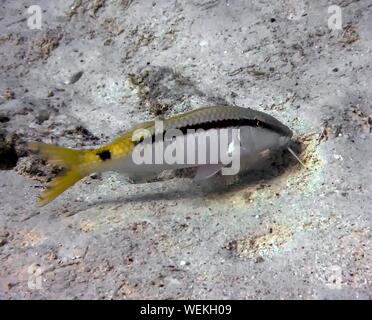 Dash Dot Goatfish (Parupeneus barberinus) Stock Photo