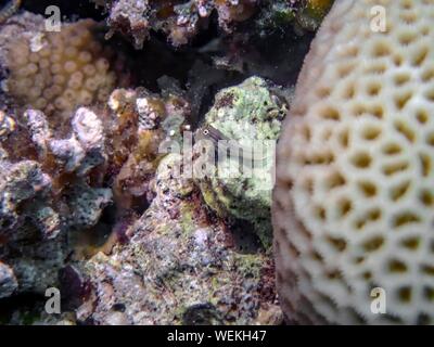 Dentex Blenny (Ecsenius dentex) in the Red Sea Stock Photo