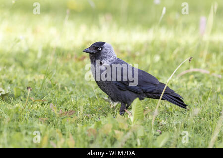 Western jackdaw (Corvus monedula) Stock Photo