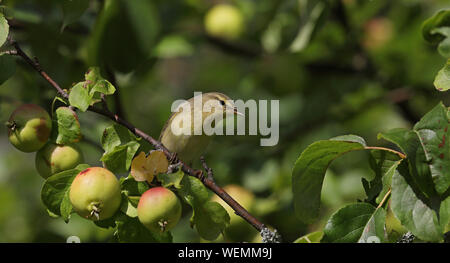 Willow warbler, sitting in Apple tree in Autumn Stock Photo