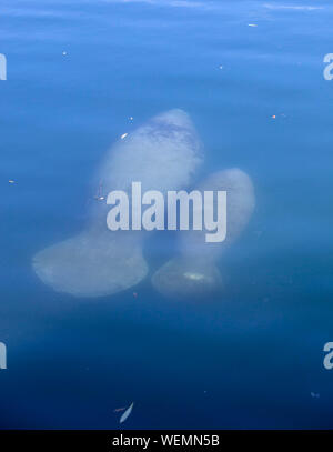 Manatee mother and calf swimming in shallow water in Florida Stock Photo