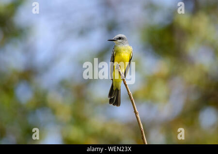 Tropical Kingbird (Tyrannus melancholicus) in Palo Verde National Park, Costa Rica Stock Photo