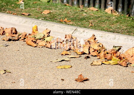 A photograph of autumn leaves on a sunny day, blown up against kerb stones in a park.  Black iron railings and grass in the background Stock Photo