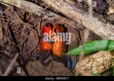 Strawberry Poison-Dart Frog (Oophaga pumilio) two males fighting , La Selva Biological Station, Costa Rica Stock Photo