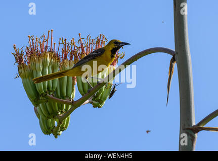 A male Hooded Oriole (Icterus cucullatus) feeding on agave flowers. Tucson, Arizona, USA. Stock Photo