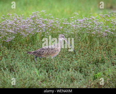 Long-billed Curlew (Numenius americanus) foraging in flowering bushes. Galveston, Texas, USA. Stock Photo