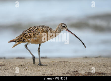 Long-billed Curlew (Numenius americanus) foraging on the beach. Galveston, Texas, USA. Stock Photo