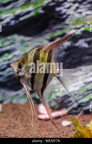 Pterophyllum scalare. angelfish swimming with rocks background Stock Photo