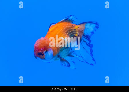 Oranda Goldfish (Carassius auratus) swimming in blue water enviroment Stock Photo