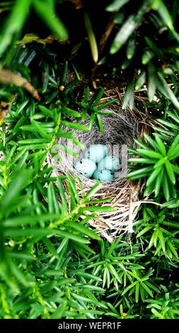 High Angle View Of Song Sparrow Eggs In Nest By Plants Stock Photo Alamy