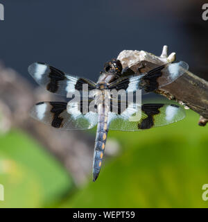 An eight-spotted skimmer (Libellula forensis) dragonfly perched on a tree branch up close showing off beautiful black and white colours in the sunshin Stock Photo