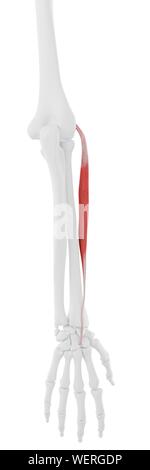 Extensor Carpi Radialis Brevis Stock Photo - Alamy
