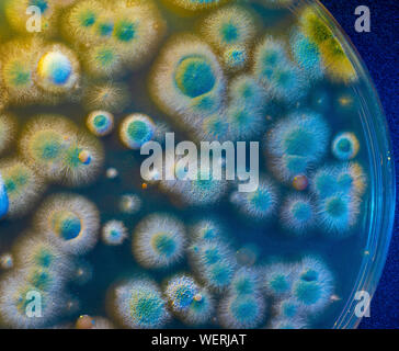 Microbial colonies on petri dish Stock Photo