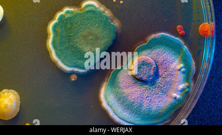 Microbial colonies on petri dish Stock Photo