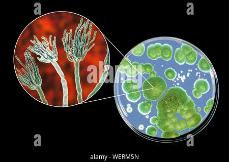 Penicillium fungus, composite image Stock Photo